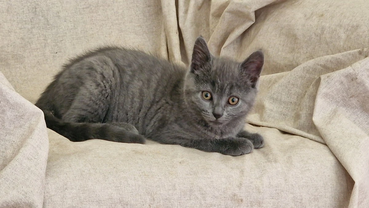 Abbiamo disponibile un cucciol | Foto 7