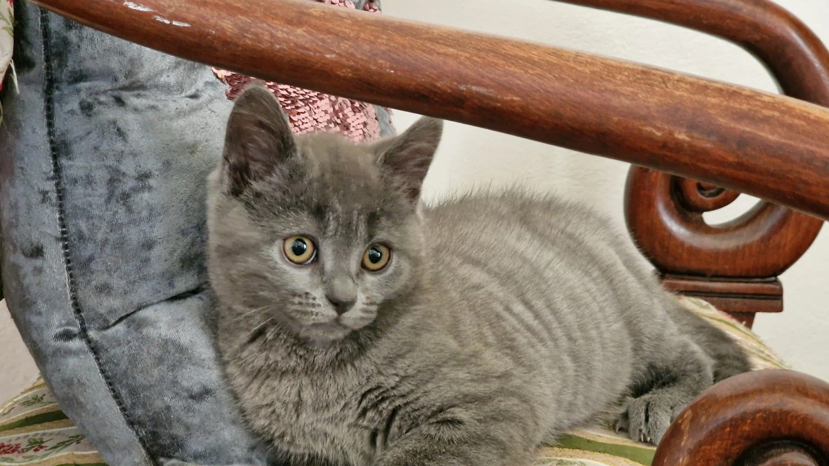 Abbiamo disponibile un cucciol | Foto 4