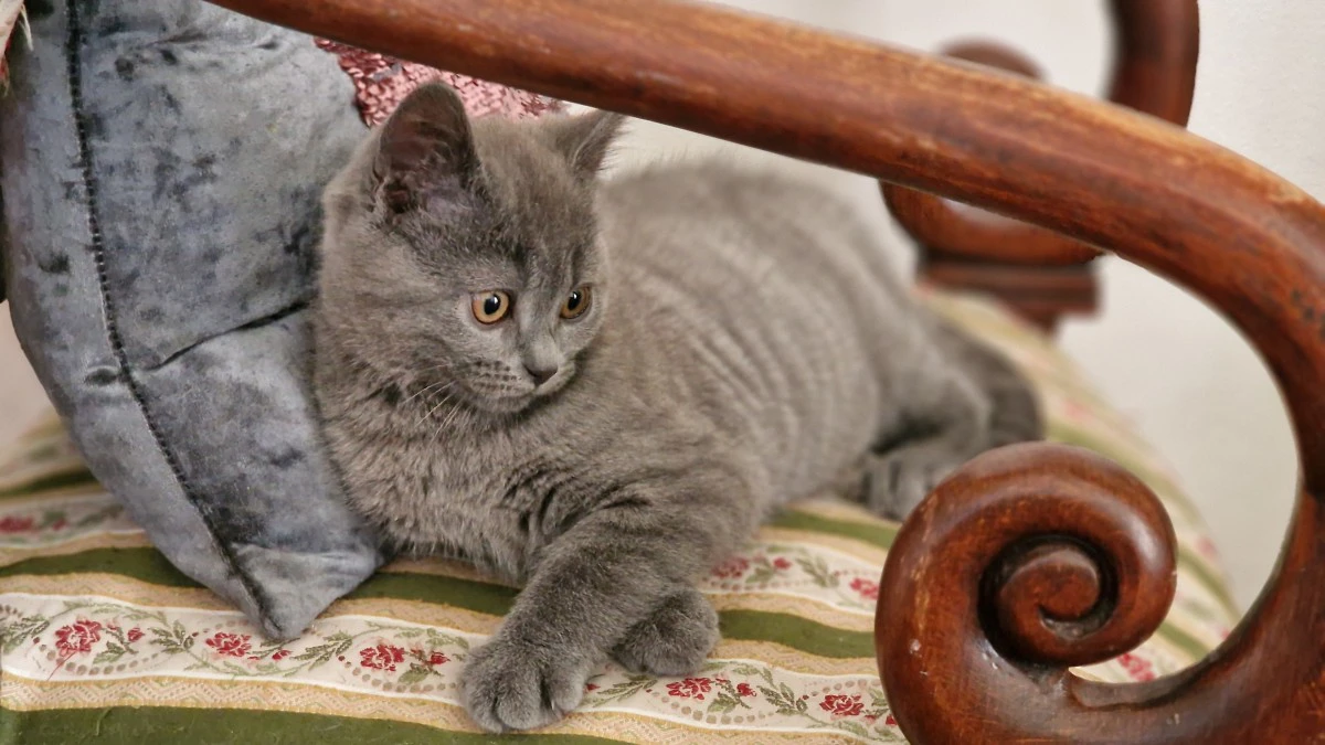 Abbiamo disponibile un cucciol | Foto 3