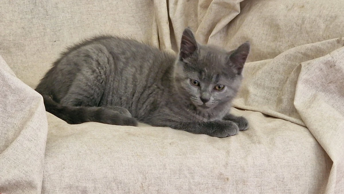 Abbiamo disponibile un cucciol | Foto 6