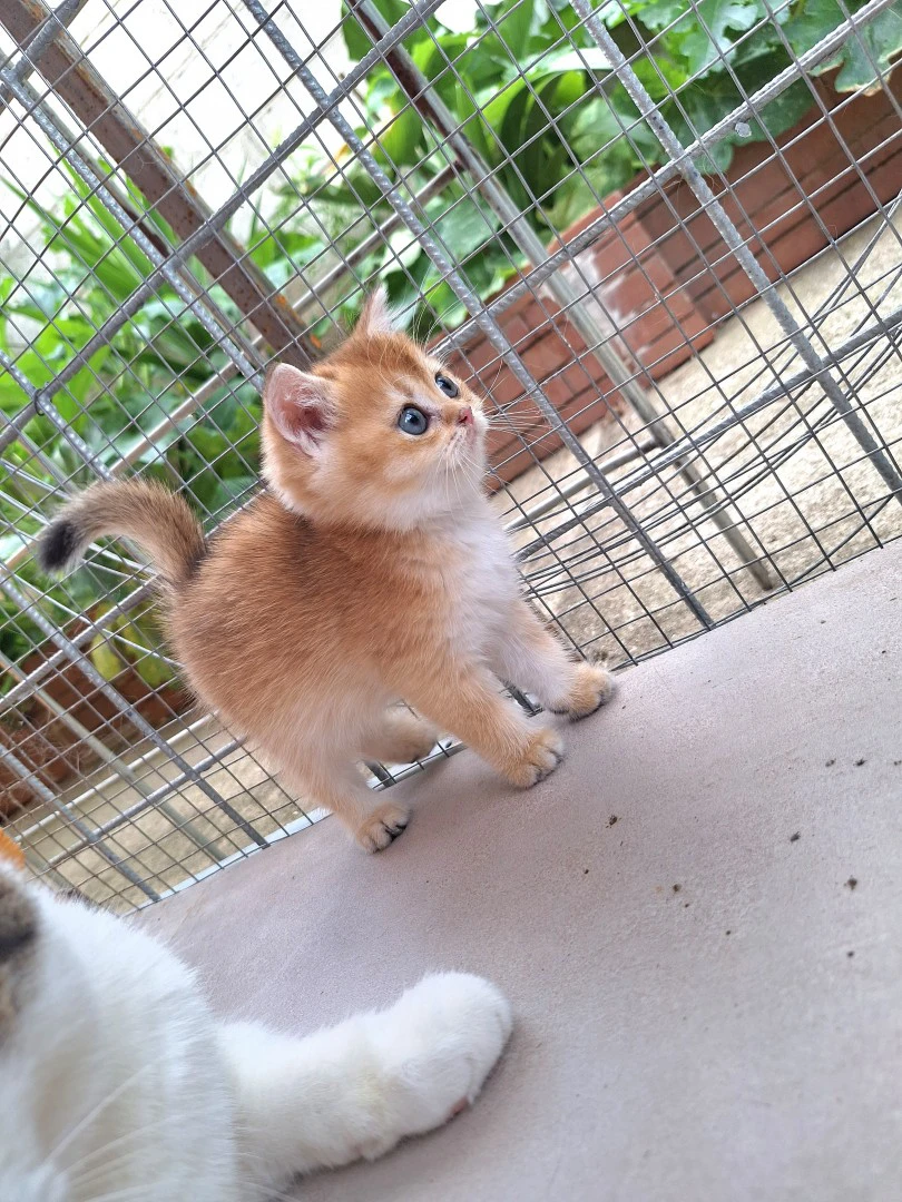 L'allevamento Le Creature di E | Foto 4