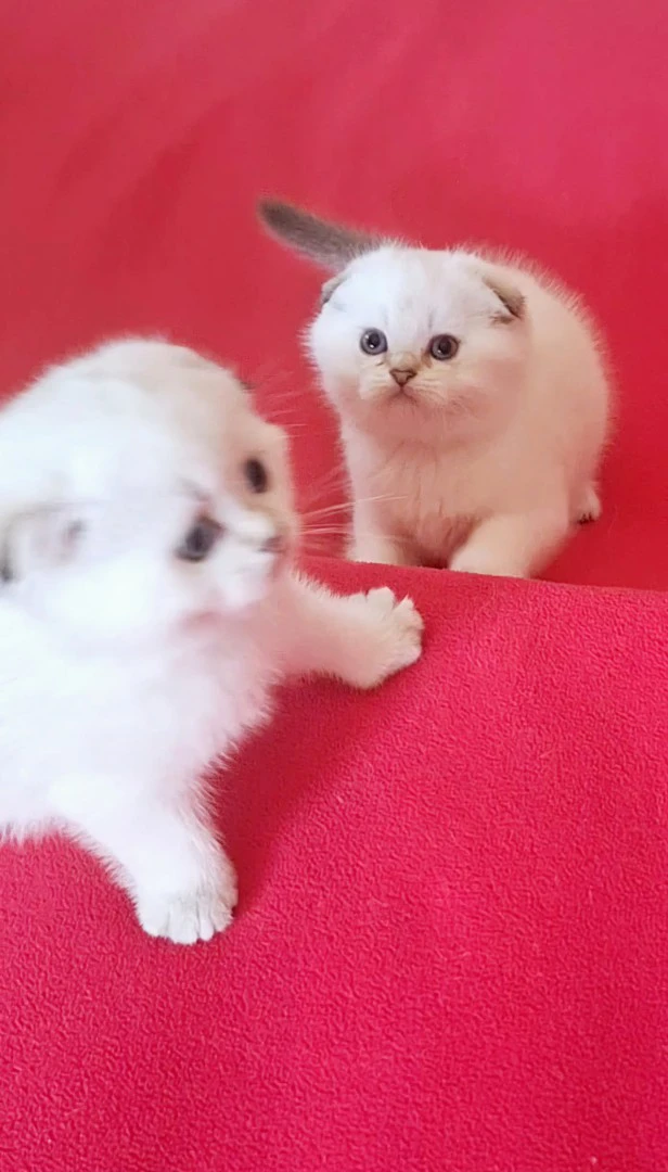 Bellissimi cuccioli scottish f | Foto 4
