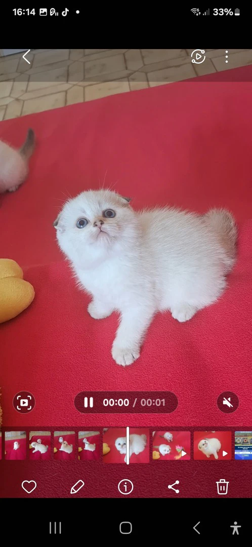 Bellissimi cuccioli scottish f | Foto 5