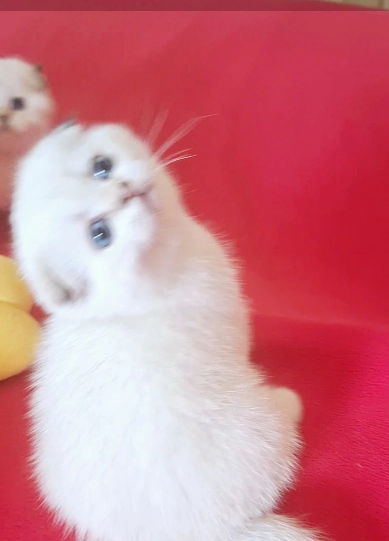 Bellissimi cuccioli scottish f | Foto 3