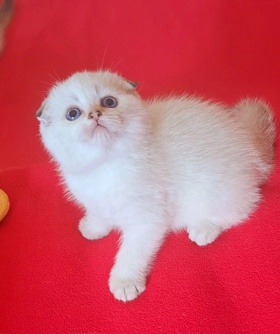 Bellissimi cuccioli scottish f | Foto 1