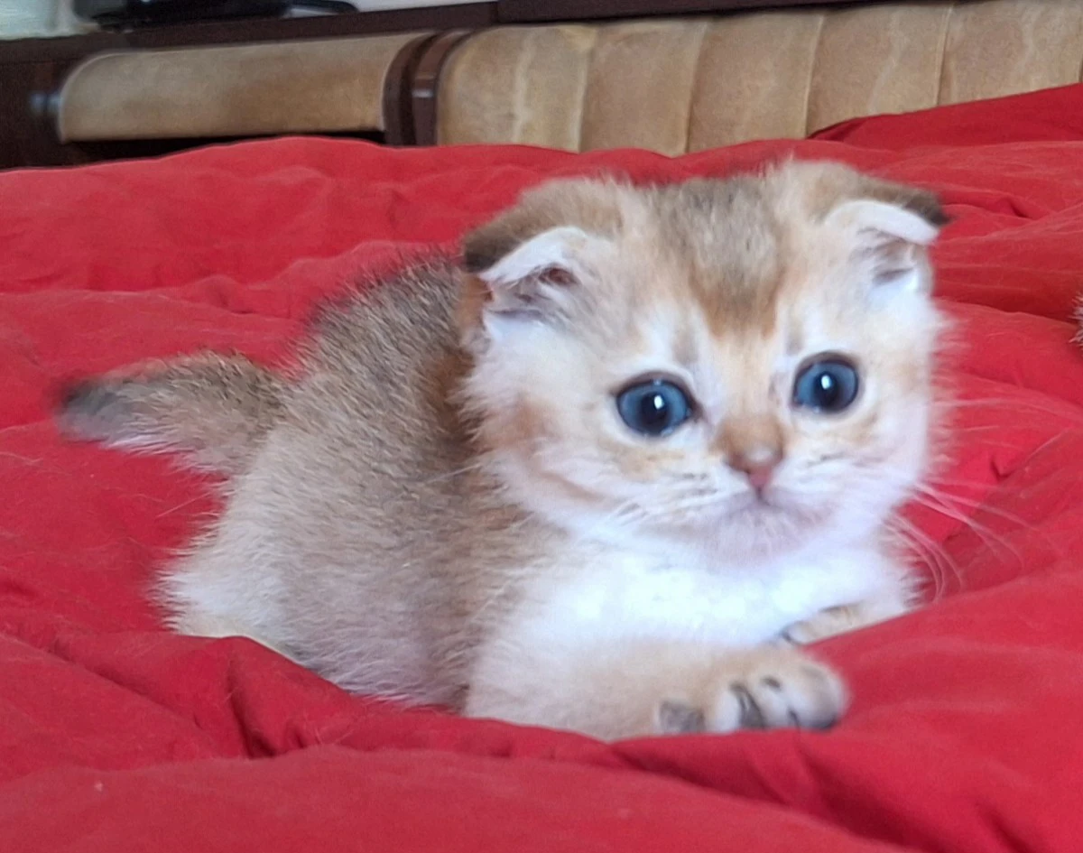 Bellissimo cucciolio scottish  | Foto 1