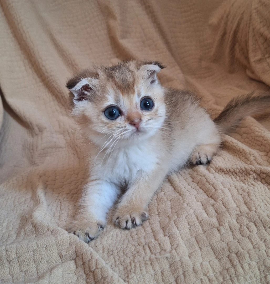 Bellissimo cucciolio scottish  | Foto 2
