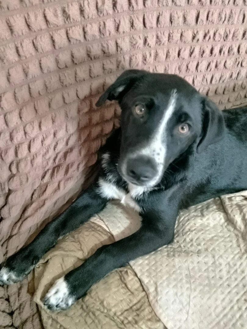 3 bellissimi cuccioli di tagli | Foto 1
