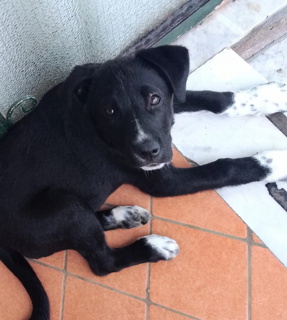3 bellissimi cuccioli di tagli | Foto 2