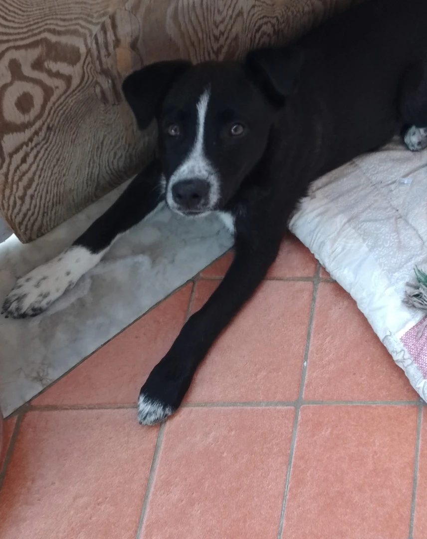3 bellissimi cuccioli di tagli | Foto 3