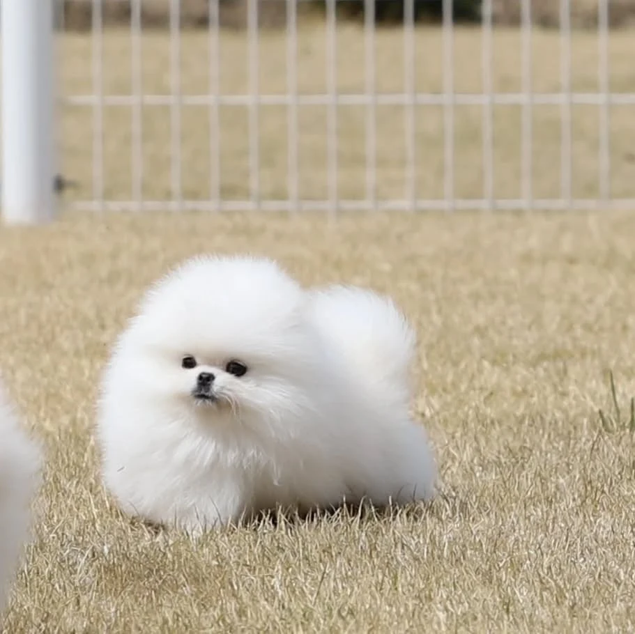 Cuccioli di Pomerania di Szpic | Foto 4
