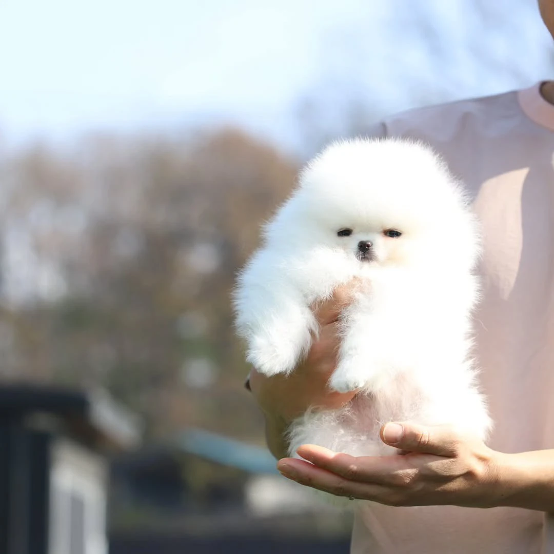 Cuccioli di Pomerania di Szpic | Foto 3