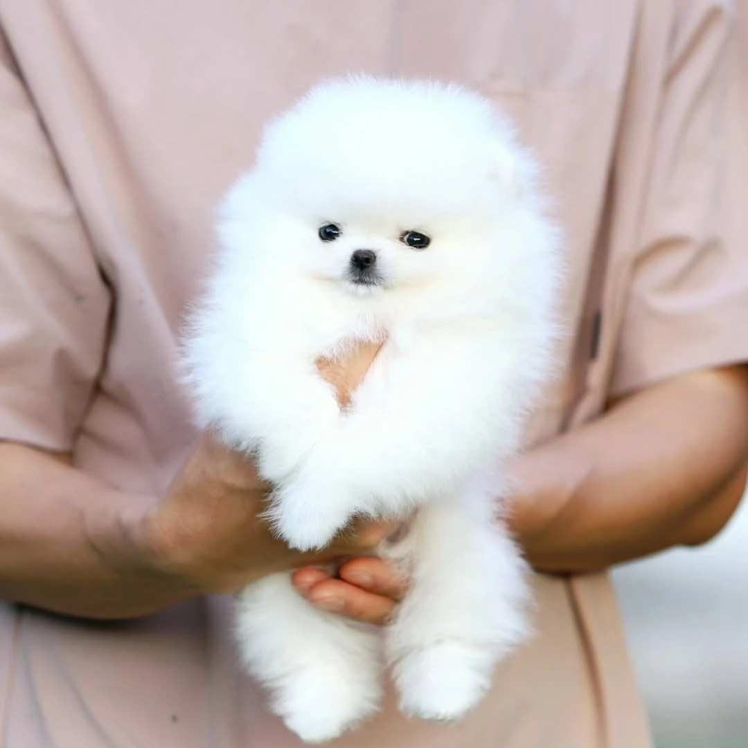 Cuccioli di Pomerania di Szpic | Foto 1
