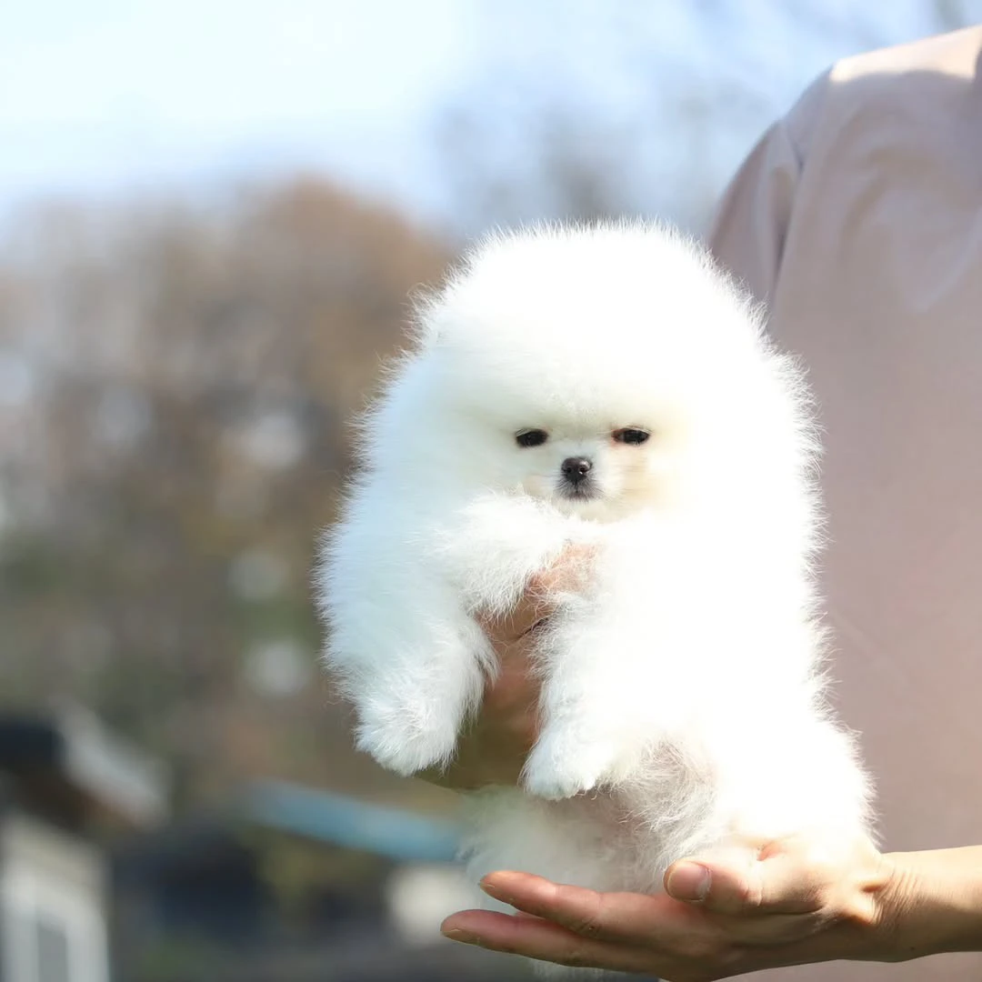 Cuccioli di Pomerania di Szpic | Foto 2