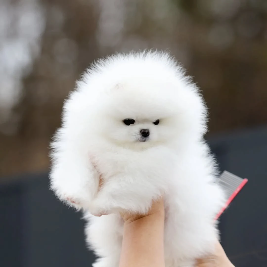 Cuccioli di Pomerania di Szpic | Foto 5