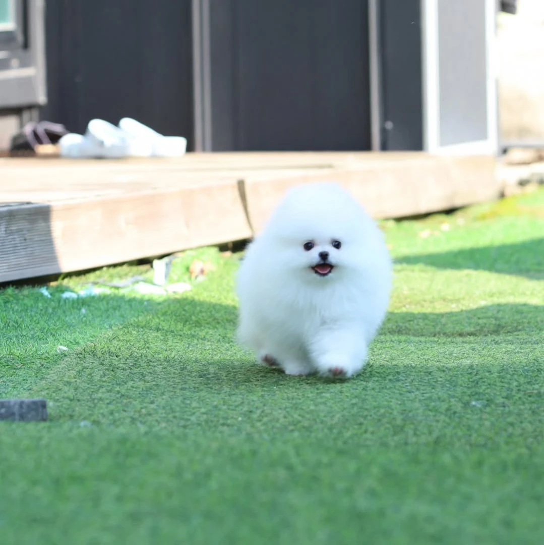 Ciao, i cuccioli di Spitz di P | Foto 3