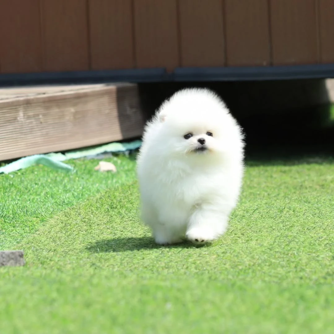Ciao, i cuccioli di Spitz di P | Foto 1