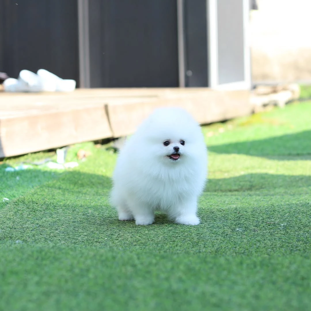 Ciao, i cuccioli di Spitz di P | Foto 2