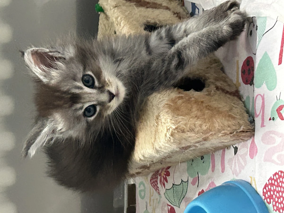 Cuccioli Maine Coon
Disponibi | Foto 6