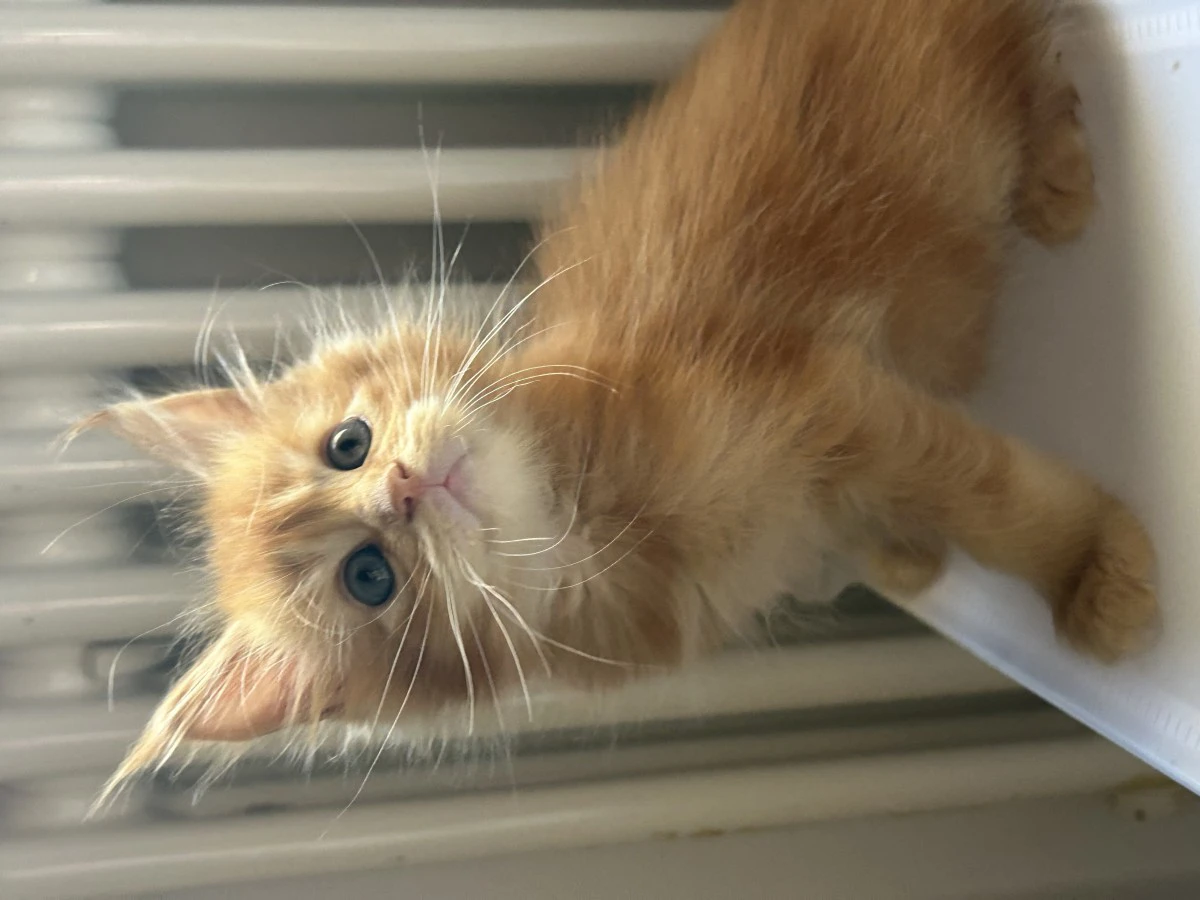 Cuccioli Maine Coon
Disponibi | Foto 9