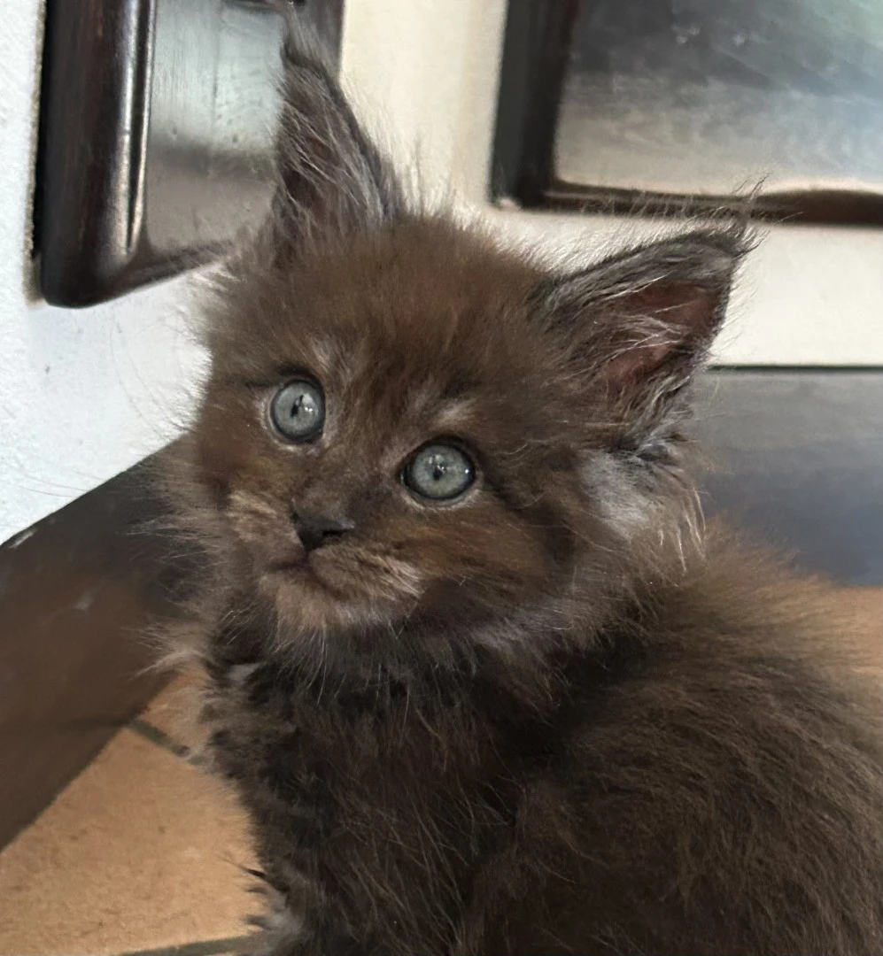 Cuccioli Maine Coon
Disponibi | Foto 2