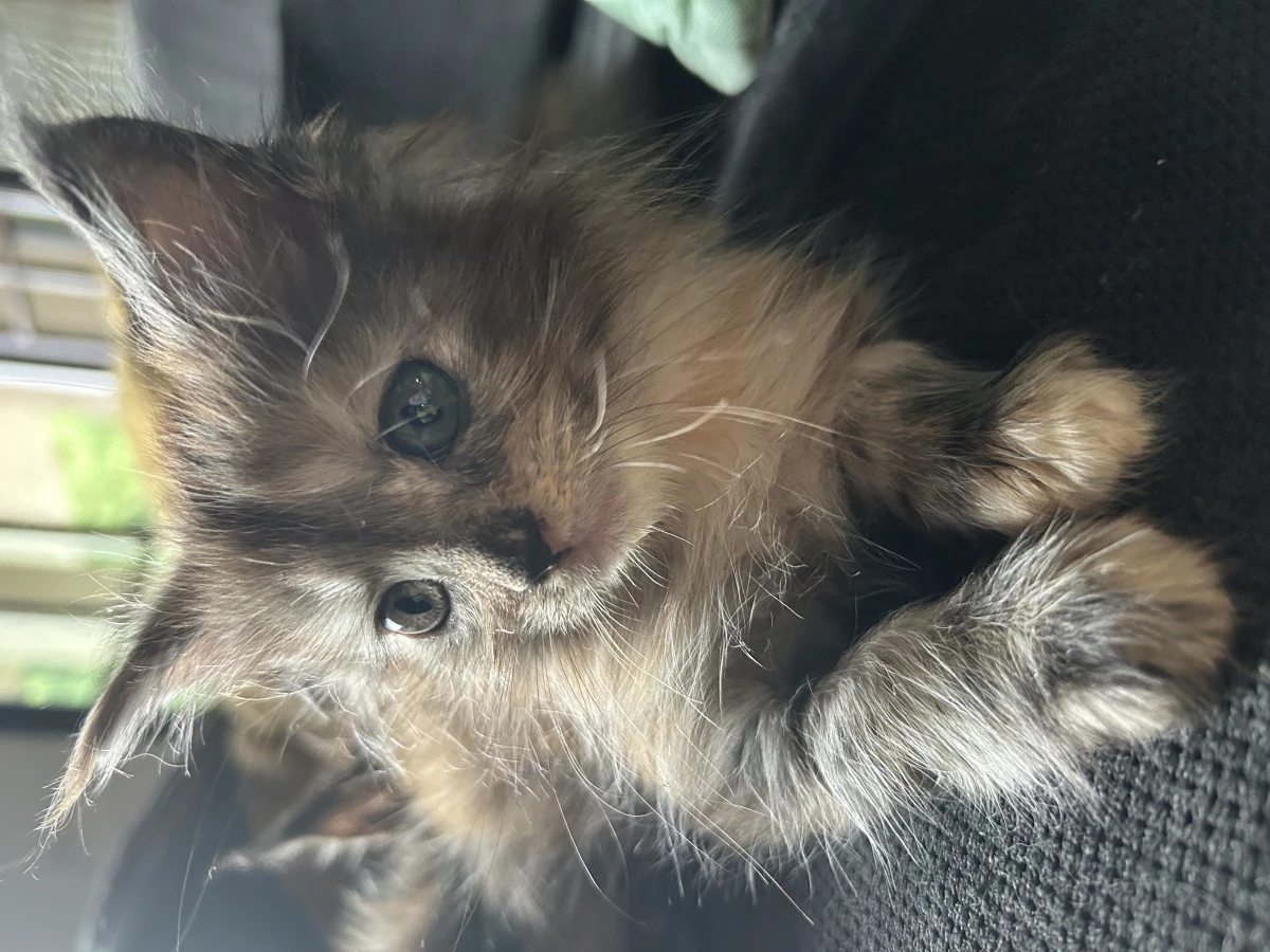 Cuccioli Maine Coon
Disponibi | Foto 7