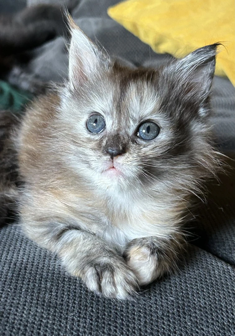 Cuccioli Maine Coon
Disponibi | Foto 8