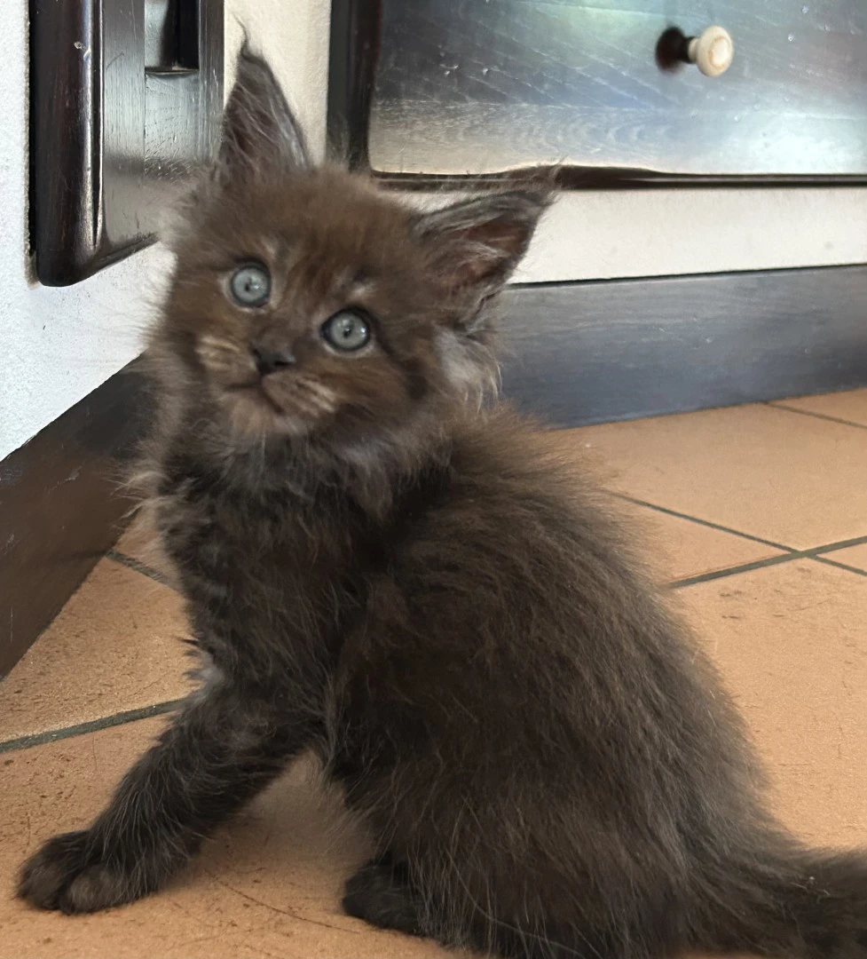 Cuccioli Maine Coon
Disponibi | Foto 1