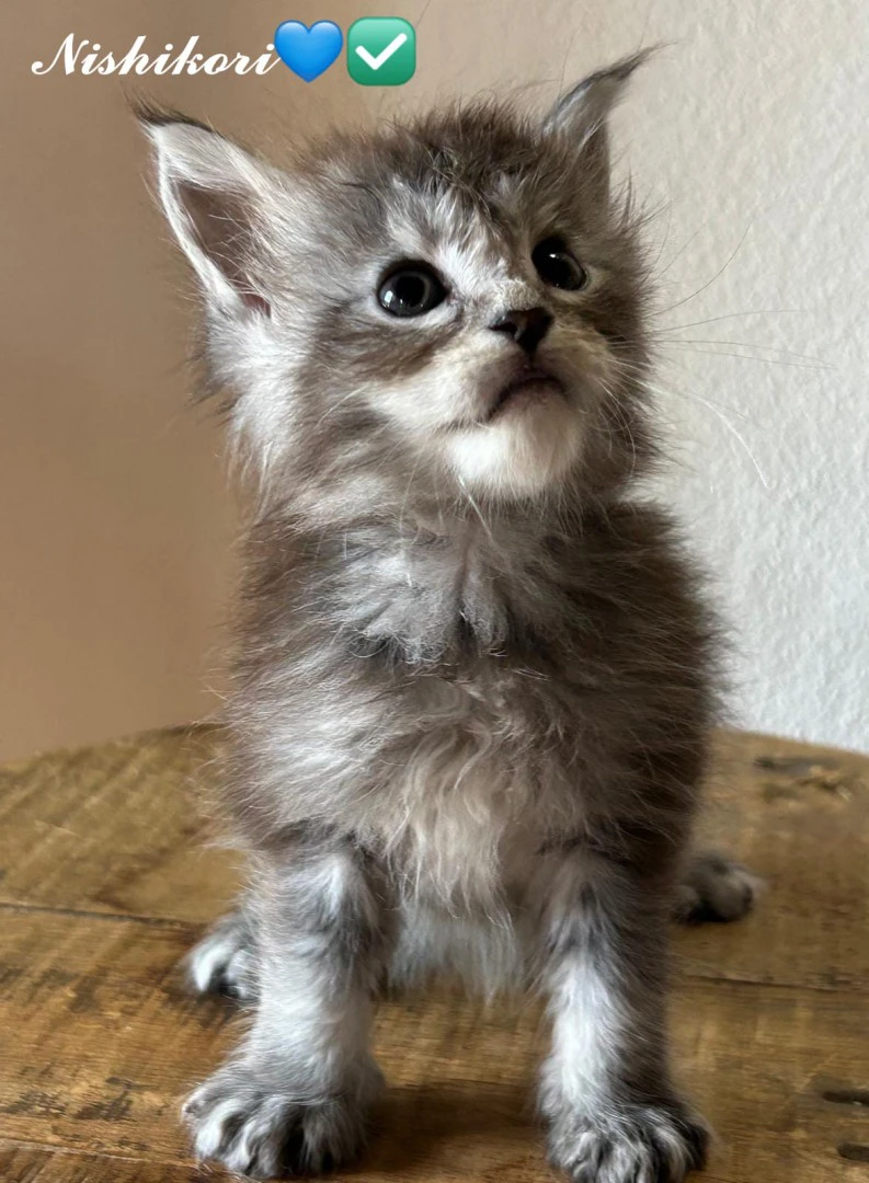 Cuccioli Maine Coon
Disponibi | Foto 10
