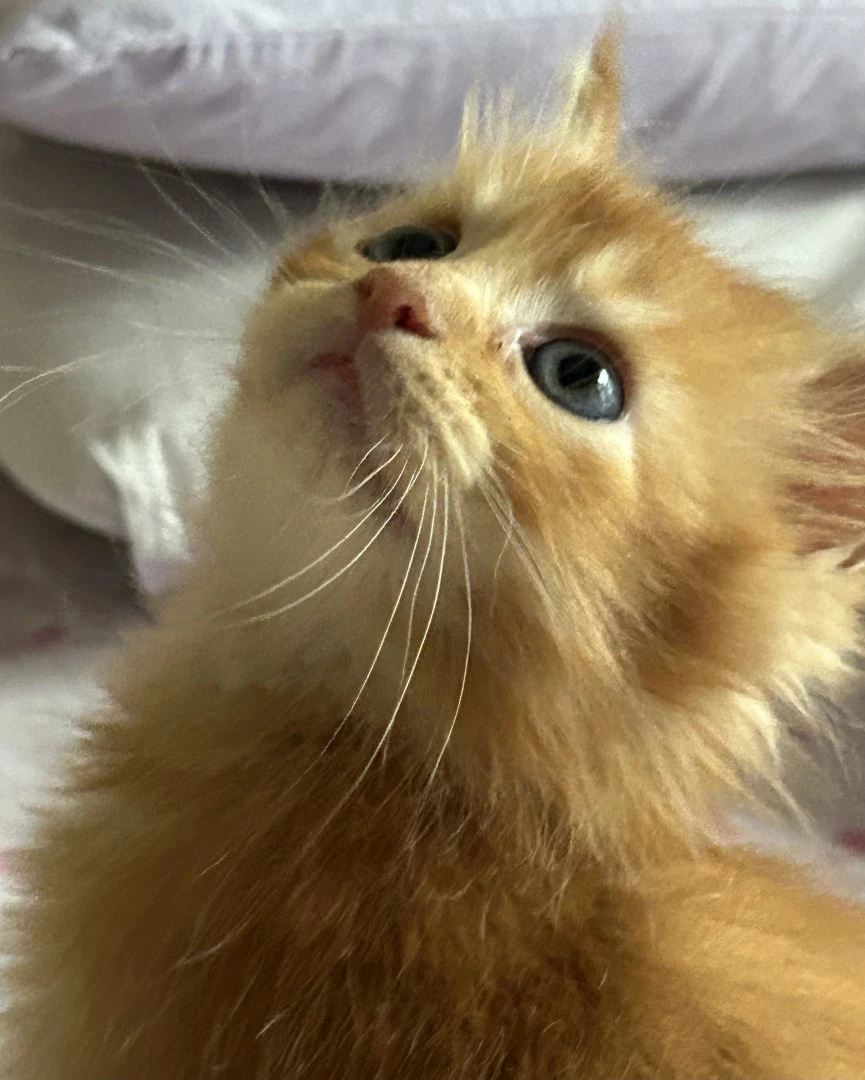 Cuccioli Maine Coon
Disponibi | Foto 4