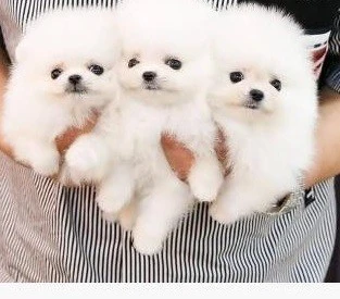 Cuccioli di Pomerania di razza | Foto 1
