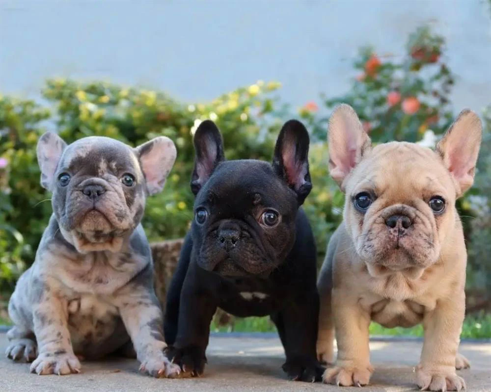 Cuccioli di Bulldog Francese S | Foto 1