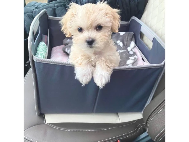 Dolci cuccioli di Maltipoo all | Foto 1