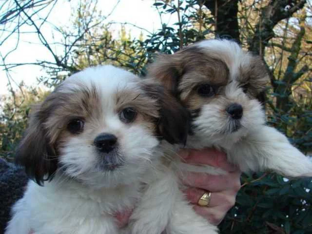 Bellissimi cuccioli di Shih Tz | Foto 1