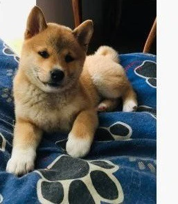 Cuccioli di Shiba Inu
Numero  | Foto 1