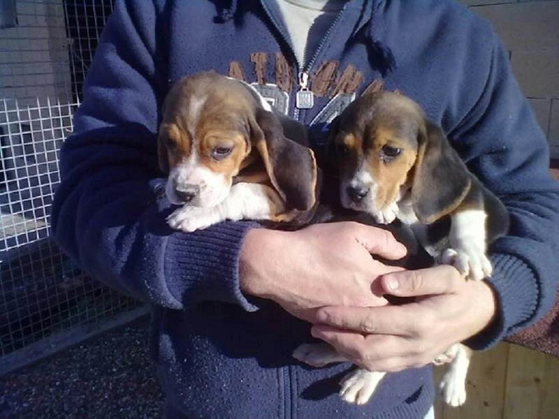 Cuccioli di Beagle addomestica | Foto 1