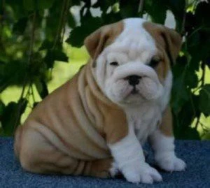Bulldog inglese in vendita
Nu | Foto 1