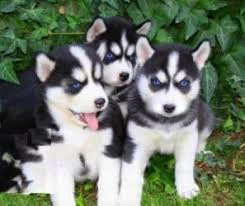 Cuccioli di Siberian Husky

 | Foto 1