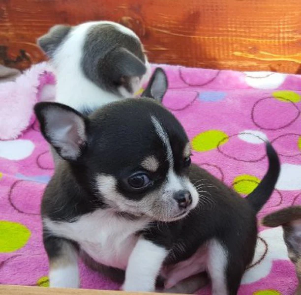 Cuccioli di Chihuahua molto af | Foto 1