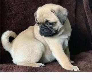 Cuccioli di Carlino di 12 sett | Foto 1