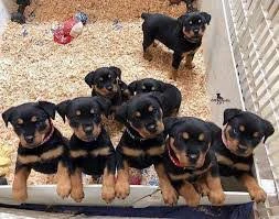 Cuccioli di Rottweiler con ped | Foto 1