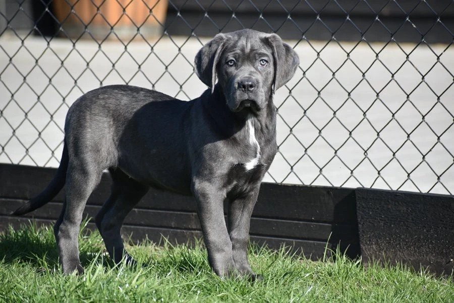 Cuccioli di cane corso di colo | Foto 1
