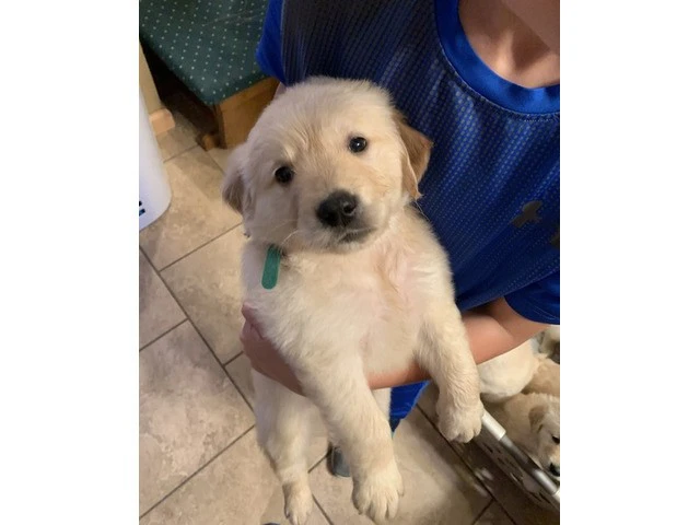 Cuccioli di Labrador registrat | Foto 1