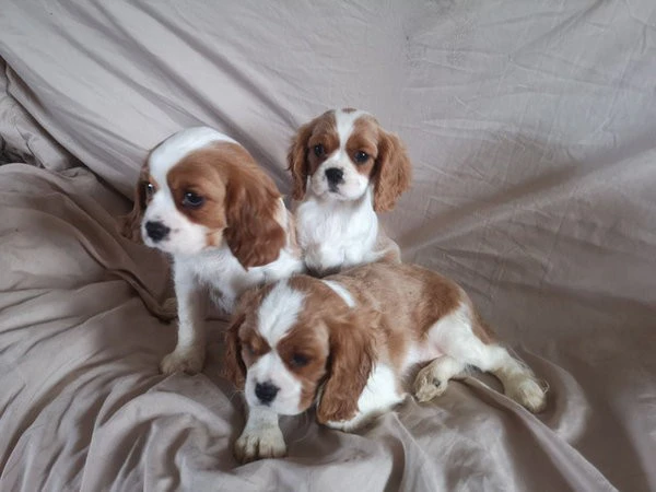 Due cuccioli di Cavalier King  | Foto 1