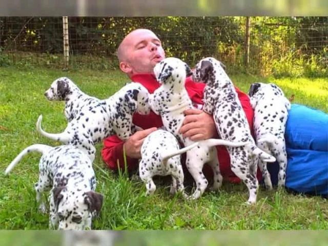Cuccioli di Dalmata
Numero Wh | Foto 1