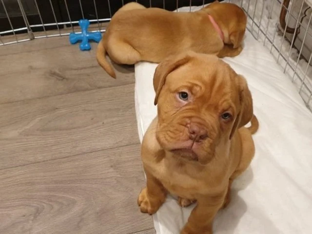 Bellissimi cuccioli di Dogue d | Foto 1