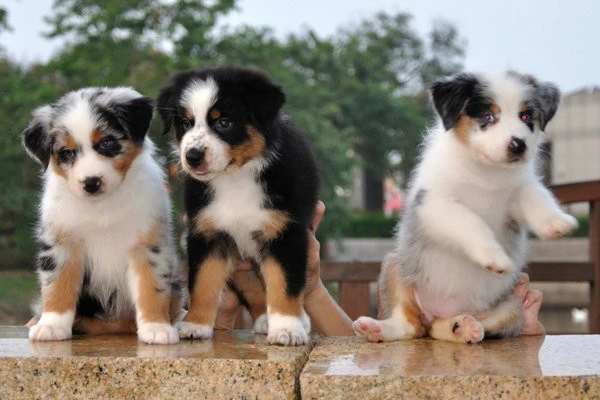 Cucciolo di Australian Shepher | Foto 1