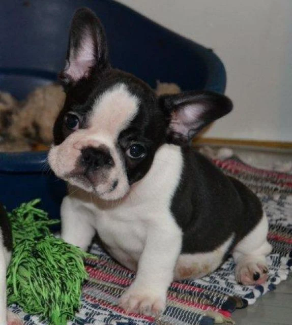 Cuccioli di Bull Terrier
Nume | Foto 1