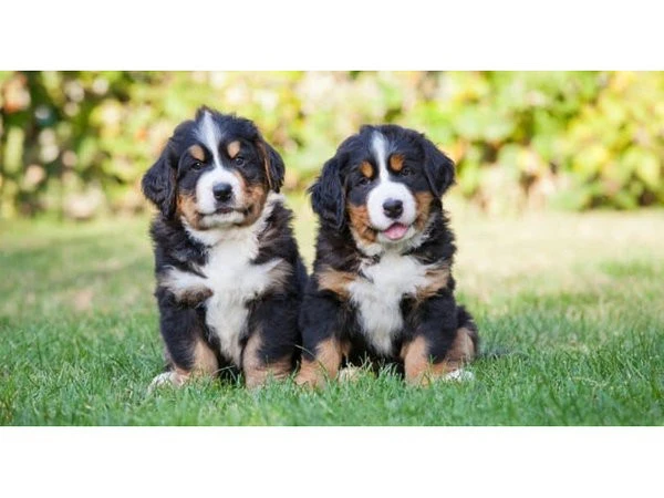 Cuccioli di Bovaro del Bernese | Foto 1