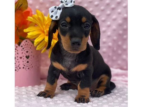 Adorabili cuccioli di Teckle
 | Foto 1